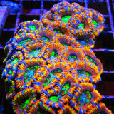 PWC Rainbow Acan Lord