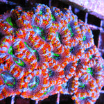 PWC Rainbow Acan Lord