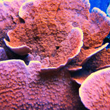 Red Montipora Capricornis