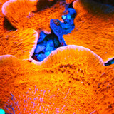 Red Montipora Capricornis