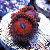 Red People Eater Zoa