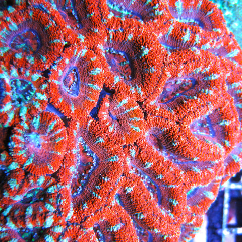 Red Acan Lord