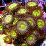 PWC Ruby Chocolate Zoa