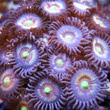 PWC Ruby Chocolate Zoa