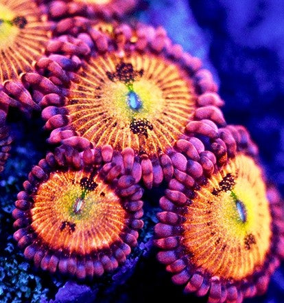 Sakura Sunrise Zoa – Prestige Worldwide Corals