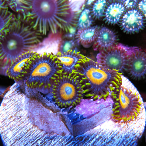 PWC Scrambled Eggs Zoa