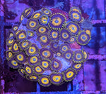 PWC Scrambled Eggs Zoa