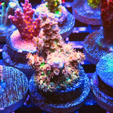 Strawberry Shortcake Acropora