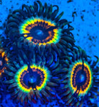 PWC Solar Flare Zoa