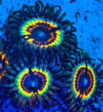 PWC Solar Flare Zoa