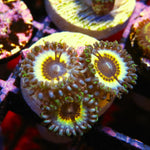 PWC Solar Flare Zoa