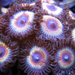 PWC Solar Flare Zoa