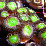 Space Juice Zoa