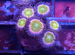 Space Juice Zoa