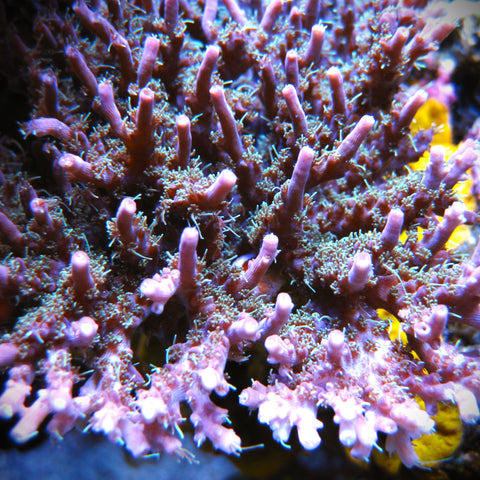 Starfire Acropora