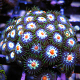 JF Stargazer Zoa