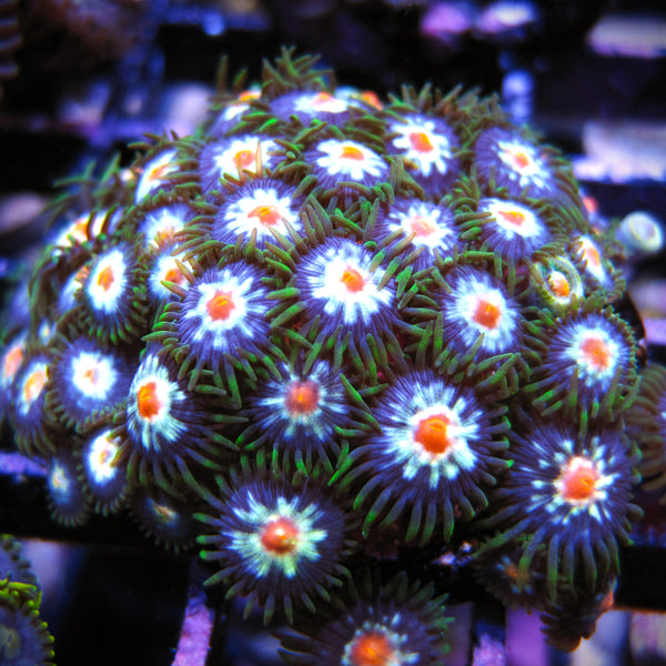 Stargazer_grande.jpg?v=1715984655