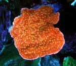 Sunburst Montipora Capricornis