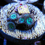 TG Mean Green Zoa