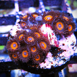 Tangerine Dream Zoa