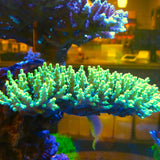 PWC The Mercado Acropora