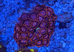 WWC Twizzler Zoa