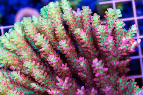 Softies Mints Auctions – Page 2 – Prestige Worldwide Corals