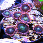 WWC Laffy Taffy Zoa