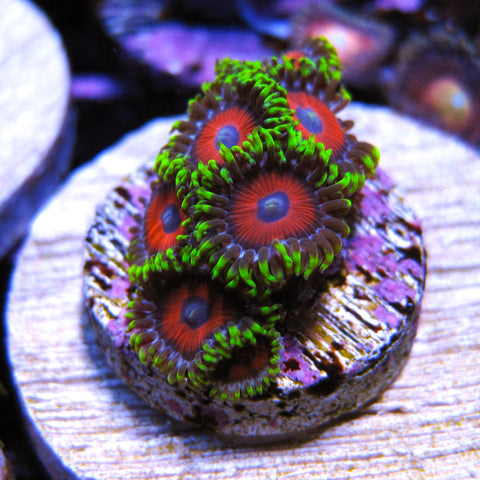 PWC Whammin' Watermelon Zoa