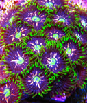 BK's Booby Traps Zoa