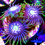 BK's Booby Traps Zoa