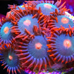 Gatorade Zoa