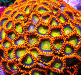 Mandarin Zoa