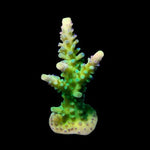 ORA Yellow Tip Green Staghorn Acropora