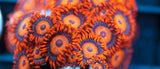 Orange Oxide Zoa