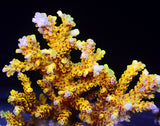 PWC Pikachu Acropora