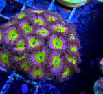 Chuckie's Bride /  Pink Hippo Zoa