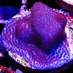 Purple Haze Montipora