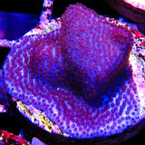 Purple Haze Montipora