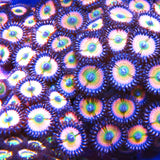 CB Rainbow Infusion Zoa