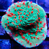 Season's Greetings Montipora