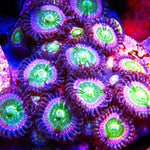 Space Juice Zoa