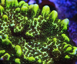 Neon Spongiodes Montipora