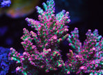 Strawberry Shortcake Acropora