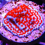 Superman Montipora