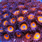 Tangerine Dream Zoa