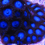 Tubbs Blue Zoa