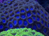 Tubbs Blue Zoa