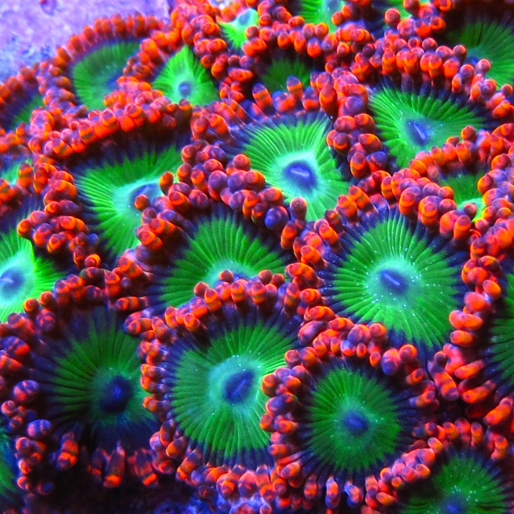 PWC Oompa Loompa Zoa – Prestige Worldwide Corals