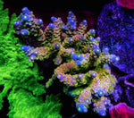 WD Acropora